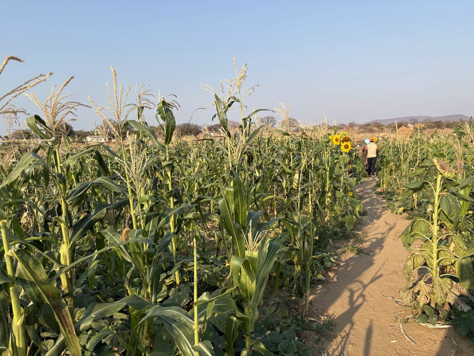 Maize growing under solar irrigation in Munyama Village